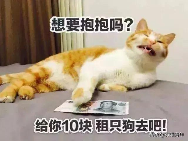 给猫起名叫傻蛋，猫的智商真会变低吗？