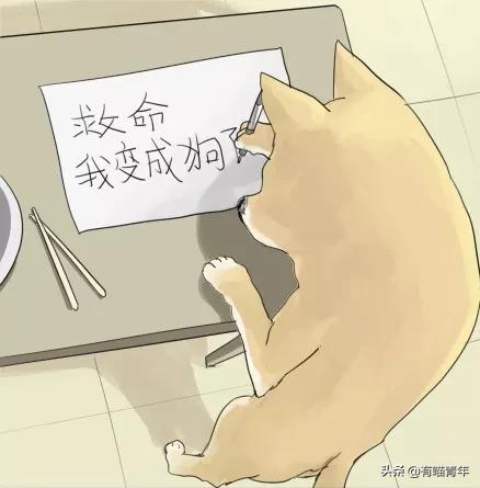 给猫起名叫傻蛋，猫的智商真会变低吗？