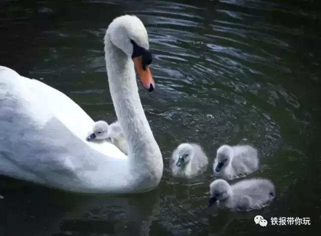 动物园的小丹顶鹤，最终取名叫“顶顶”，十位铁丝儿获奖，7月免费游园