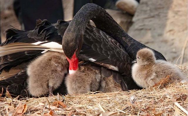 圆明园喜添6只黑天鹅小宝宝，看完可爱的心都化了