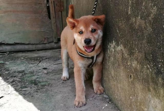 涨知识了！原来中华田园犬也有那么多品种