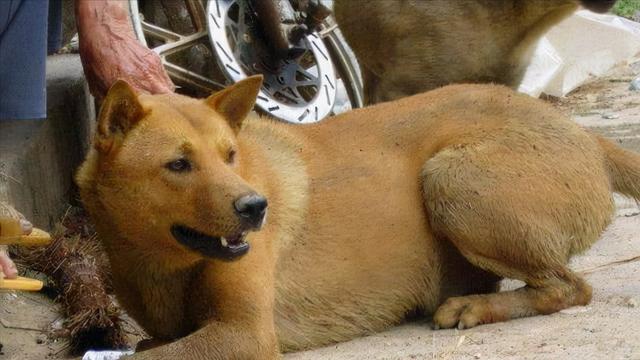 涨知识了！原来中华田园犬也有那么多品种