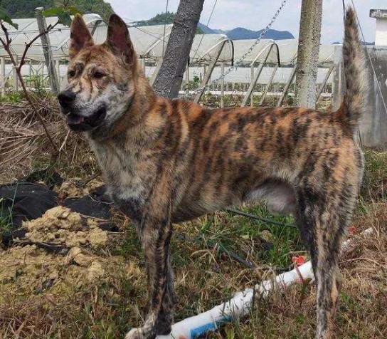 涨知识了！原来中华田园犬也有那么多品种