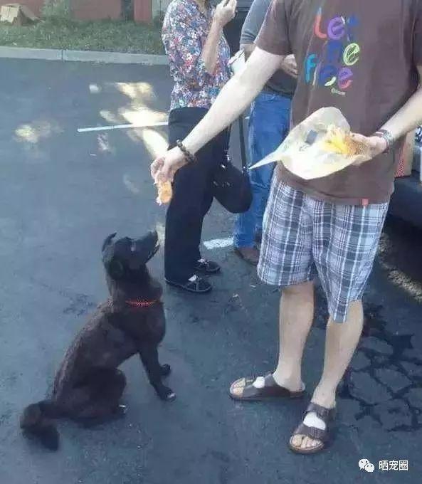 在国内只能看家的中华田园犬，到了国外很受欢迎，看完惭愧不已