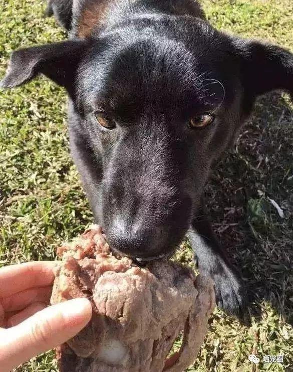 在国内只能看家的中华田园犬，到了国外很受欢迎，看完惭愧不已