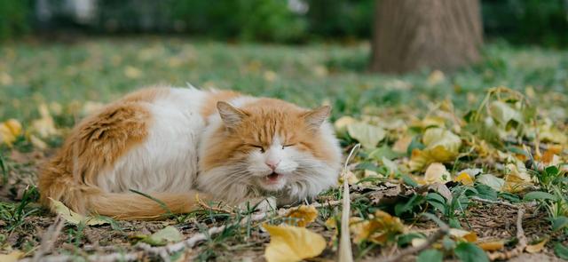 北大网红猫“香波”：在镜头前生活，已获赠一吨猫粮