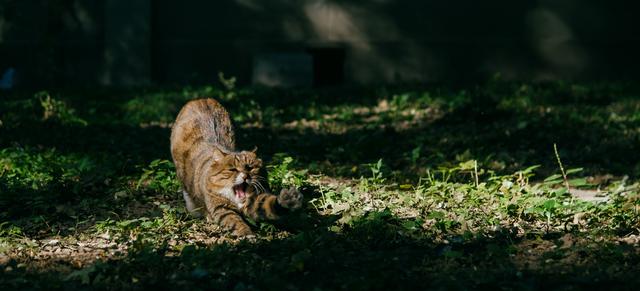 北大网红猫“香波”：在镜头前生活，已获赠一吨猫粮