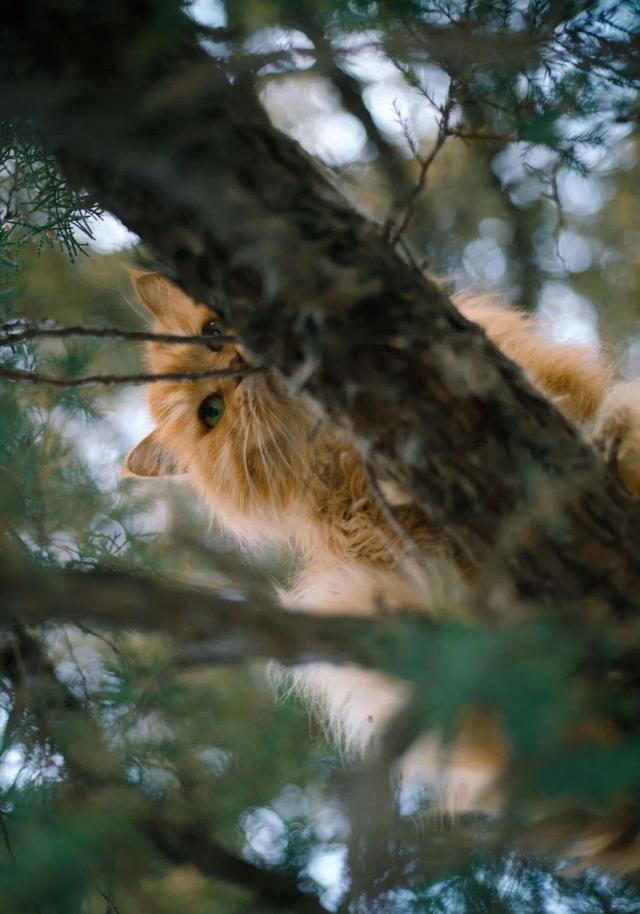 北大网红猫“香波”：在镜头前生活，已获赠一吨猫粮