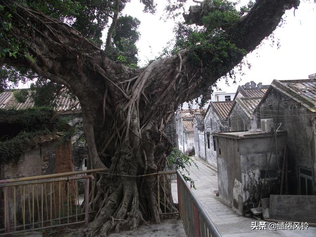 三乡古鹤村：古道循行鹤声高迥，八百年郑氏宗族，在这里繁衍生息