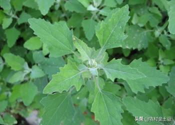 农村有一种野菜叫灰灰菜，你吃过吗？