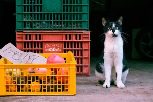 拍摄六年攒下超四万张照片 他靠给猫拍照走红