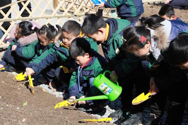 3月不用去太子湾就能赏花！新的一年，杭州这所小学种下好几亩郁金香