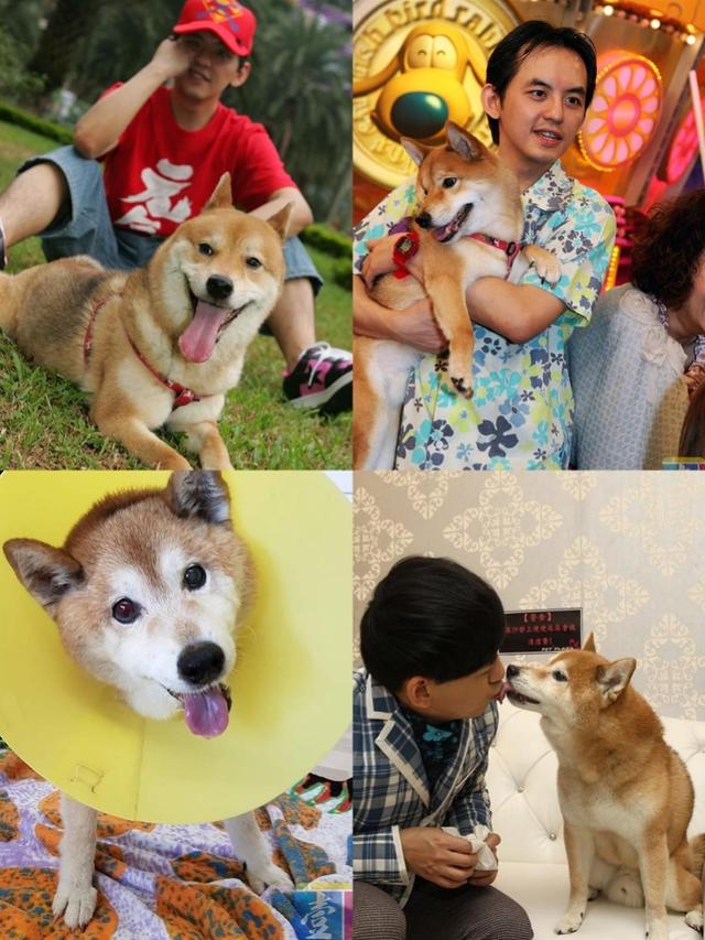 黄子佼18岁爱犬离世，写五千字悼文：要记得投胎当我们的孩子