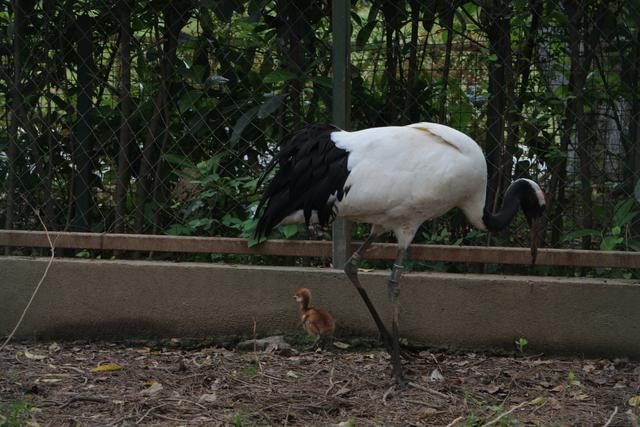 武汉动物园丹顶鹤家族新添“鹤宝宝”，请你给它取名