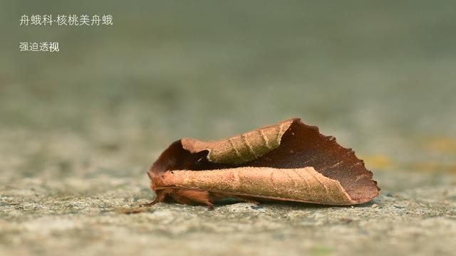 被“嫌弃”的虫子的一生，有许多你不知道的故事