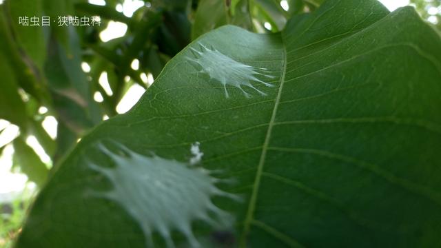 被“嫌弃”的虫子的一生，有许多你不知道的故事