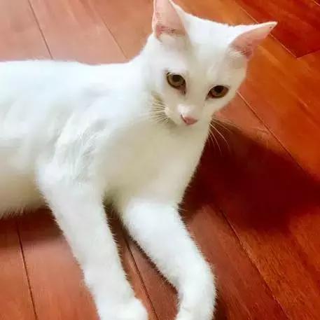 狗狗猫咪兔兔领养｜上海有爱伐？