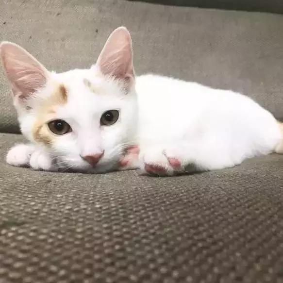 狗狗猫咪兔兔领养｜上海有爱伐？