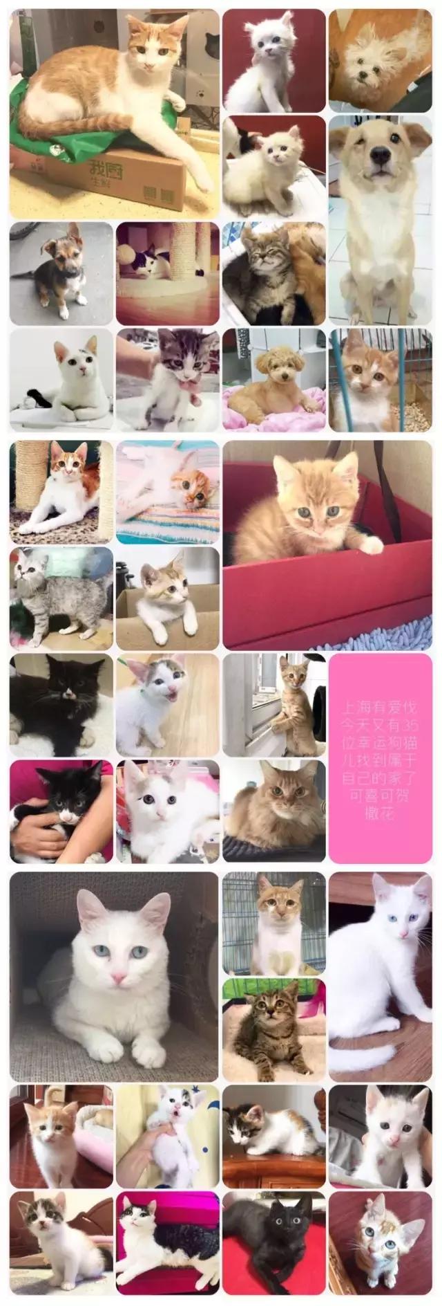 狗狗猫咪兔兔领养｜上海有爱伐？