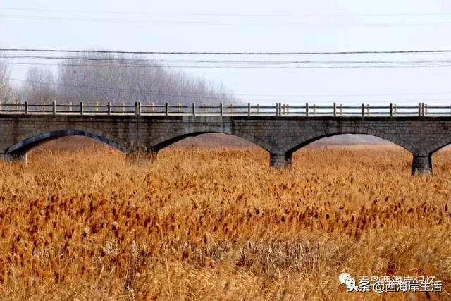 青岛西海岸新区：海青镇许家村：十年树木，百年树人