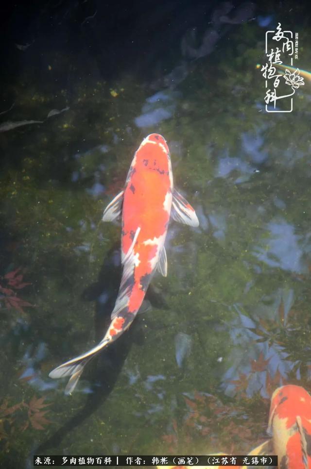 春末夏初，花开时节，去妙儿姐家赏花、赏锦鲤、赏多肉