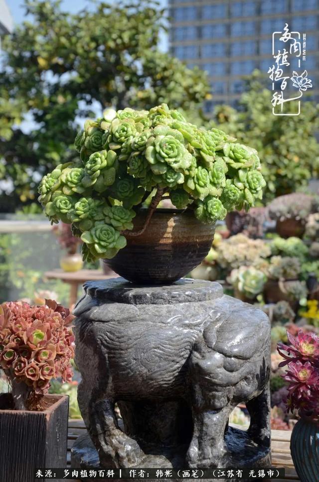 春末夏初，花开时节，去妙儿姐家赏花、赏锦鲤、赏多肉