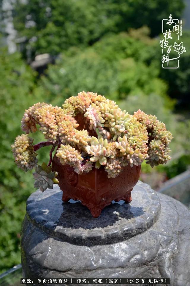 春末夏初，花开时节，去妙儿姐家赏花、赏锦鲤、赏多肉