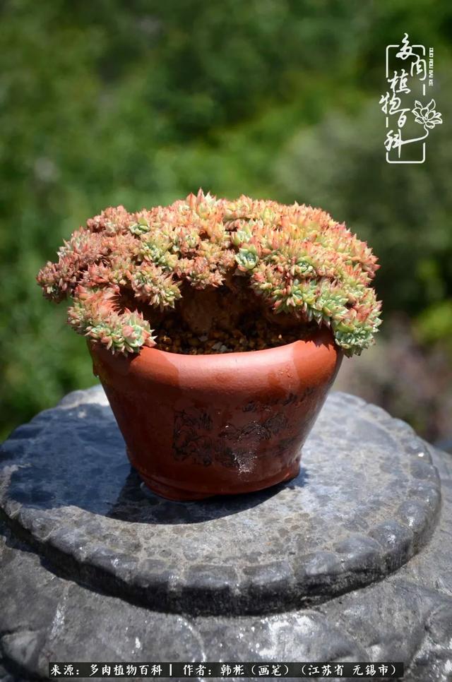 春末夏初，花开时节，去妙儿姐家赏花、赏锦鲤、赏多肉