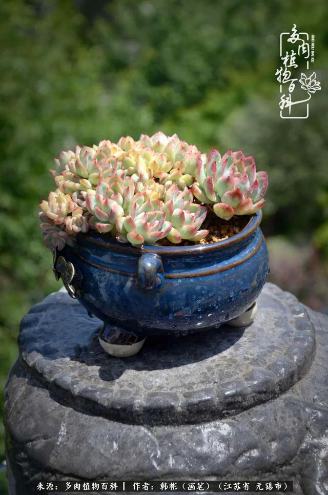 春末夏初，花开时节，去妙儿姐家赏花、赏锦鲤、赏多肉