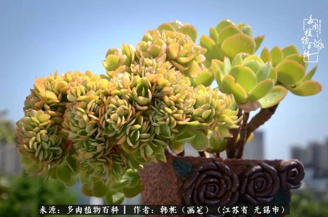 春末夏初，花开时节，去妙儿姐家赏花、赏锦鲤、赏多肉