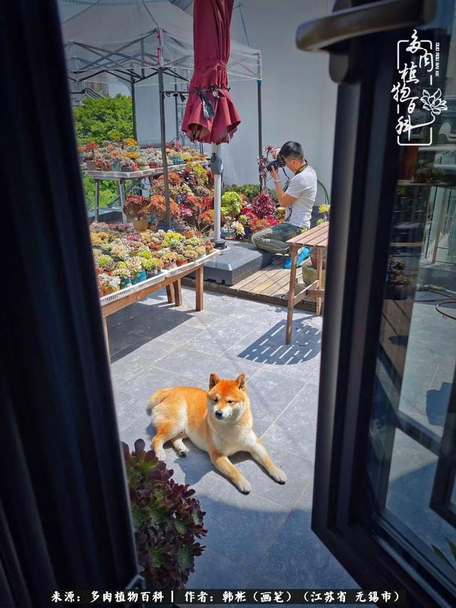 春末夏初，花开时节，去妙儿姐家赏花、赏锦鲤、赏多肉