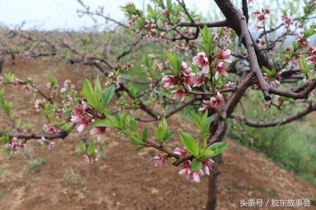 烟台栖霞桃村的孙姓人，家族的根在江苏苏州的桃花坞