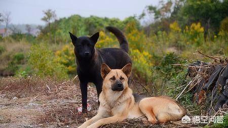 为什么农村土狗又叫中华田园犬？