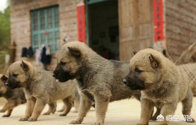 为什么农村土狗又叫中华田园犬？