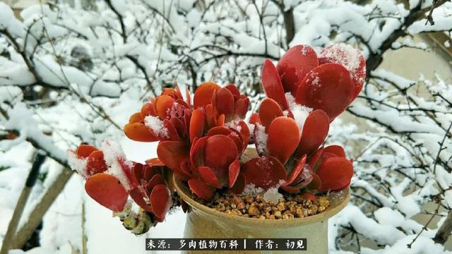 雪景中多肉的那一抹红，就是养肉人冬天最幸福的事儿！