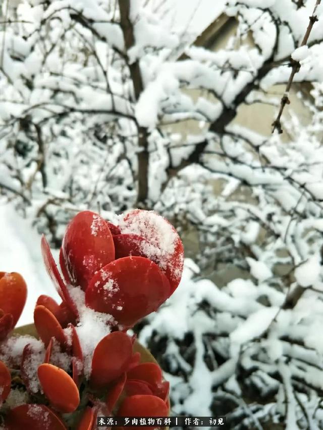 雪景中多肉的那一抹红，就是养肉人冬天最幸福的事儿！