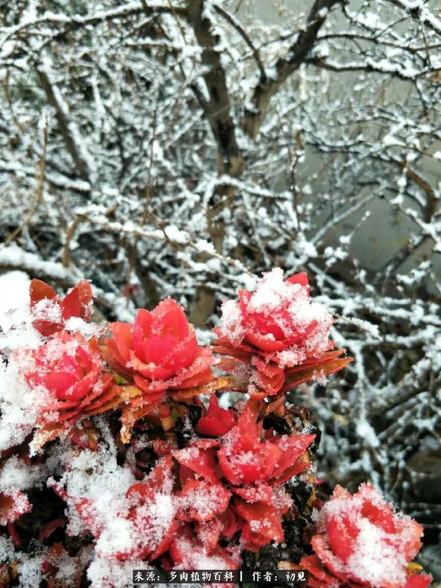 雪景中多肉的那一抹红，就是养肉人冬天最幸福的事儿！