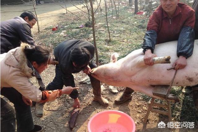 农村老人说“杀猪时，哪个小伙子肯去拉猪尾巴，那就是准女婿”，为何会这么说呢？