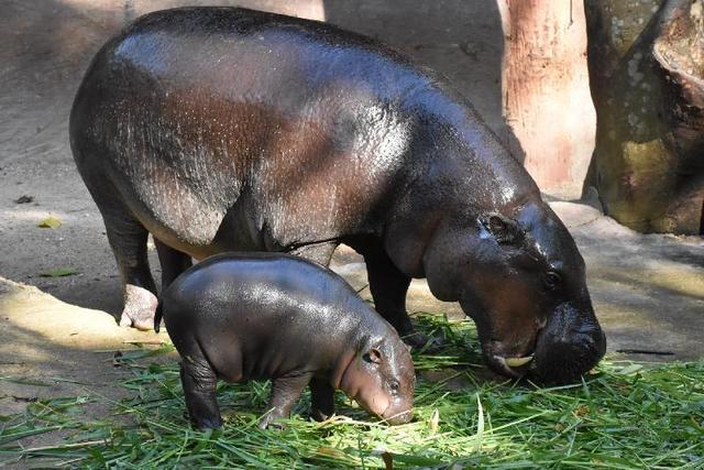 泰国一动物园为河马宝宝取名 备选名只有“猪脚”和“炖猪”