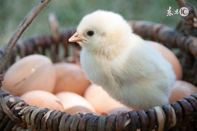 鸡年真要鸡飞蛋打?  鸡蛋鸡肉活鸡雏鸡争相降价！