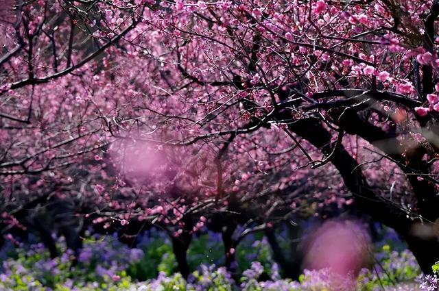「诗词鉴赏」春日正好，春花烂漫，在古诗词里寻找最美的春日