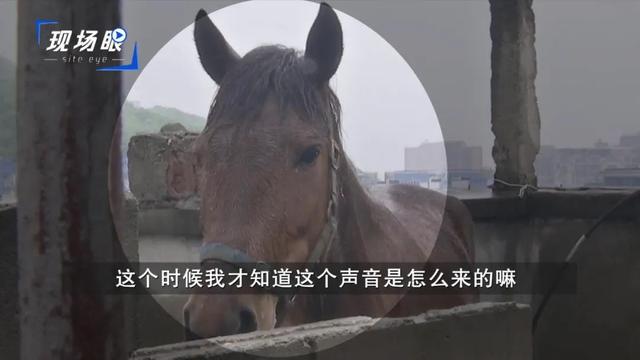 岳麓区一小区顶楼半夜传来“咚咚”声，查看监控发现这一庞然大物……