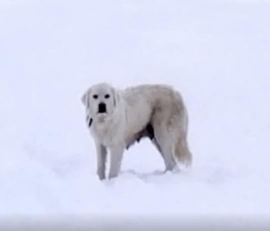 美国2人雪山发现羊尸体，羊皮内竟藏着3只白熊犬瑟瑟发抖缩成团