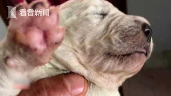 白狗妈妈生下罕见绿毛宝宝 主人起名“开心果”