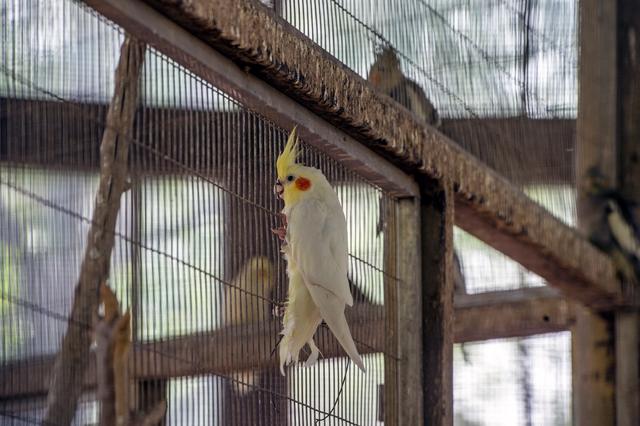 19只新孔雀、萌萌的小河马、新生的动物宝宝......石家庄动物园：“五一”又添萌萌新面孔