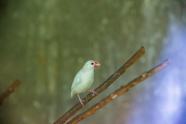 19只新孔雀、萌萌的小河马、新生的动物宝宝......石家庄动物园：“五一”又添萌萌新面孔