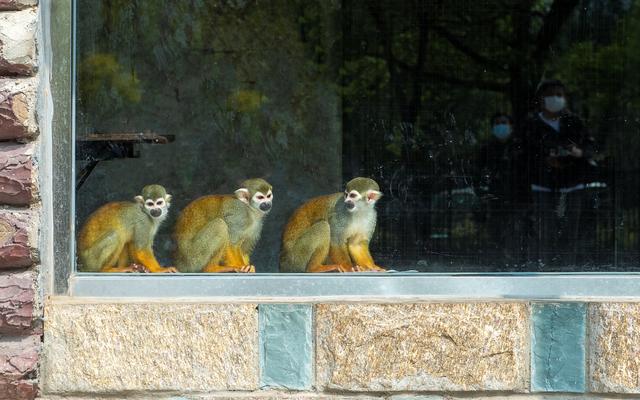 19只新孔雀、萌萌的小河马、新生的动物宝宝......石家庄动物园：“五一”又添萌萌新面孔