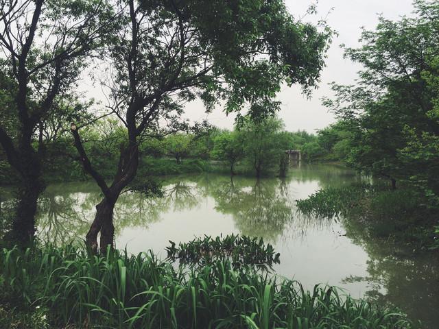 青青世界——杭州西溪湿地之洪园