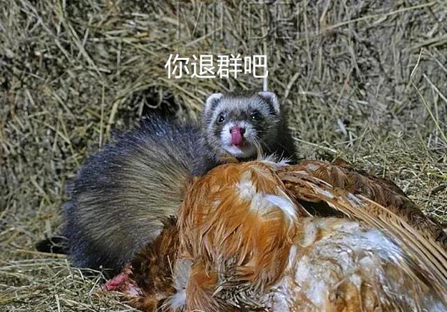 辟谣，黄鼠狼爱偷鸡？其实主要食谱为鼠类，却因偶然行为受冤枉