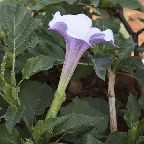 常见植物的阴阳五行及其应用